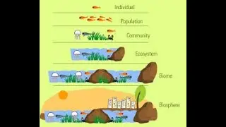 Levels of organization population till biosphere
