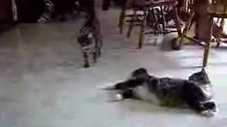 Tanner playing fetch
