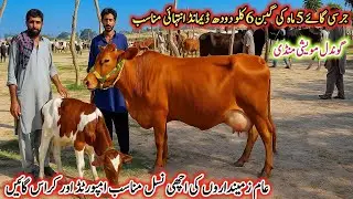 Gondal Mandi latest update 17Jan 2026!best jersey cow for sale!Cholistani cow in Pakistan!#cow