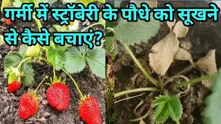 Strawberry Growing tips. How to grow strawberry. How to care strawberry plant in summer? #viralvideo