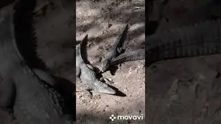 Поход в заопарк