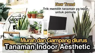 TANAMAN INDOOR AESTHETIC | MURAH & GAMPANG DIURUS