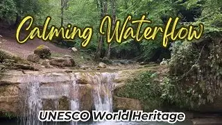 Beautiful Forest Sounds, Soothing Nature Sounds for Relaxing, UNESCO World Heritage Site