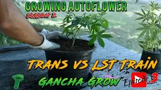 Growing Autoflower Strain  THC Bomb Big Bud Seed to Harvest Indoor Cannabis/ Low Stress Training