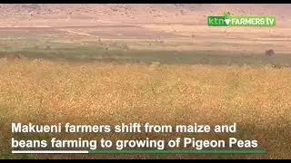 Makueni farmers shift from maize and beans farming to growing of Pigeon Peas
