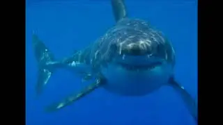 Baby shark theme song X Tremor (Darren styles bootleg)   SD 480p