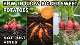 How to Grow Bigger Sweet Potatoes (Not Just Vines)
