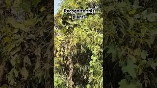 Plant whose leaves have soap like effect. #shorts