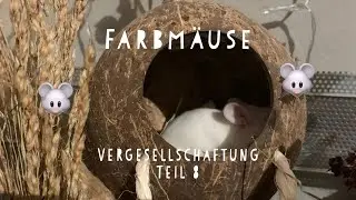 #Farbmäuse Vergesellschaftung Teil 8 +kleine Reinigung
