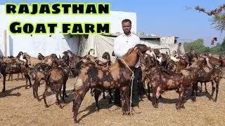 Rajasthan Goat farm sirohi goats