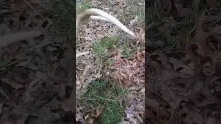 shed antler #shed #nature #shedantler #sweet #awesome #cool #SHEDHUNTING