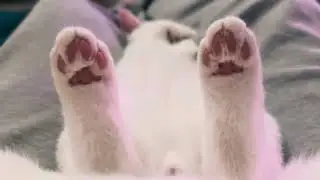 Happy Cat: Yoga | The Little Meditative Master