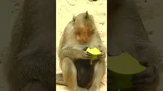 cute baby monkey daily life