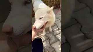 Cute White #Husky #Dog in India. Punjabi #Song Mix