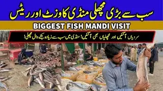 Lahore&rsquo;s Biggest New Fish Mandi | Latest Fish Rates Today | Full Market Tour | Lahore Fish Rates