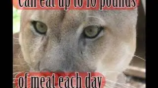 Cougars
