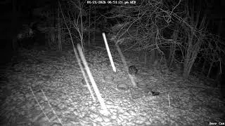 Red Fox comes to get the mice 1-21-2026