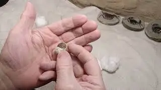 Fossil Gastropod with Operculum - Quite Rare!