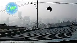 귀여운까순이#새와 고양이#까치#까마귀#비둘기#참새