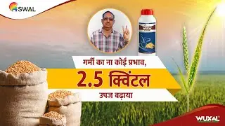 Farmers are now confident of better wheat yields, through Wuxal!