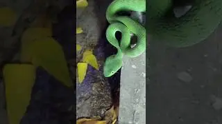 Green Pit Viper #snake #viper