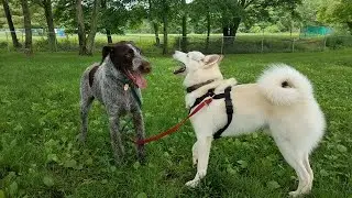 Best Dog Training Cues