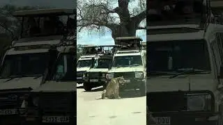 Lionking Vs Baobab Tree #lionnation #africansafari #lion #animallife #safari #lion #nature