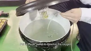 easy way to grow tomatoes in hydroponics with Led grow light