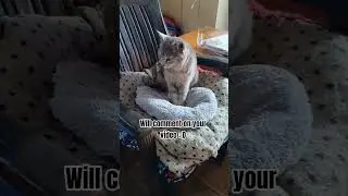 Is there anyone who watches my videos, or am I the big YOUTUBE?🤔 ,#catshorts, #catlovers 😸 &hearts;️