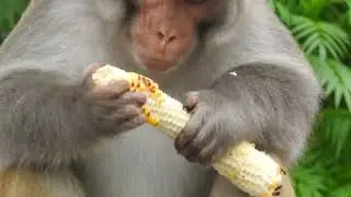 Monkey eating corn on the cob: Rhesus Macaque eating maize sweet corn in Mussoorie- video for kids