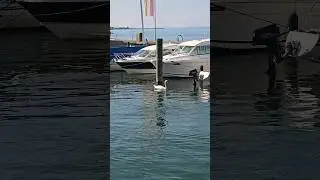 Schwan #entenvogel #animal #swan bird
