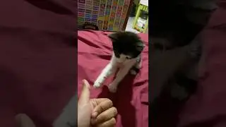 Playful Kitten Chasing My Finger 😂