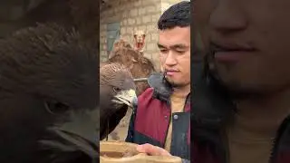 FEEDING A GOLDEN EAGLE😱#shortsfeed#shorts#birds#animals#shortsvideo#shortsyoutube