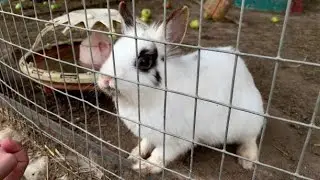 Everything You Need To Know About Rabbit Pasteurellosis| Smart Agri Hub