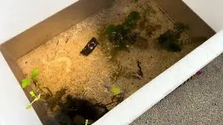 Betta fish shop