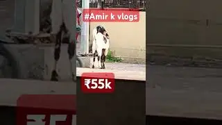in devnar Bakra Mandi (₹55 k) rupees goat #devnar #goat  #devnar Bakra Mandi  #mumbai
