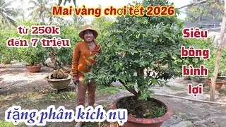 27/12/2025 💥Mai vàng chơi tết 2026-siêu bông bình lợi, tặng phân kích nụ ☎️0985 815 710 (Lanh)