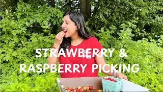 Strawberry & Raspberry Picking at Spicer Orchards 🍓 | Summer Farm Fun in Michigan! | USA | America
