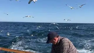 Great Shearwater on SEABIRD SAFARI 2021 in the Bay of Fundy
