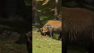 WHAT You Never Knew About Takin!  #amazingfacts #animallife #wildlifeentertainment #facts