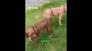 COMMENT YOUR THOUGHTS! Diamond & Smokey are cartoon characters!
