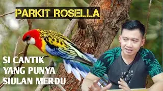 REVIEW PARKIT ROSELLA_BURUNG IMPORT YANG PANDAI BERSIUL
