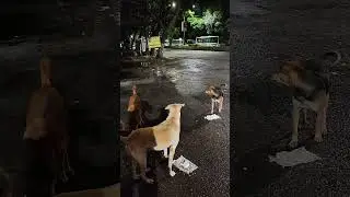 Food on board, dogs on chase🐾👀 #india #dog #food #fun #night #dinner #share #subscribe #trending