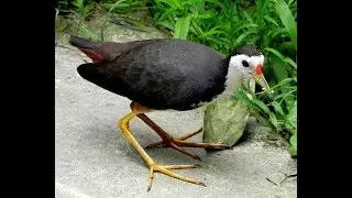Dahuk the bird  Nature Trees And Birds
