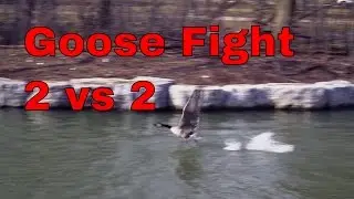 Canada Goose Fight