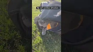 Outdoor adventure cat#shorts #britishshorthaircats #cat #kitten #outdoorcats