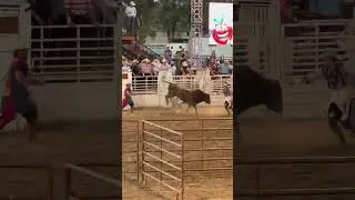 Thrown down hard!#shorts #rodeovideos #rodeo #america #crazyanimals #idaho #countyfair #cowboy