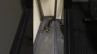 working out #dachshund #jamnik #wienerdog #workout