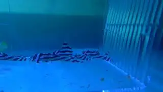 Młode zbrojniki Hypancistrus zebra (L46, L046)