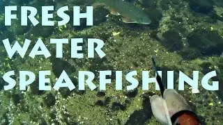 Freshwater Spearfishing in a Small River [2018]